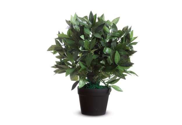 Immagine di Pianta ornamentale - lauro - H 50cm - Alco