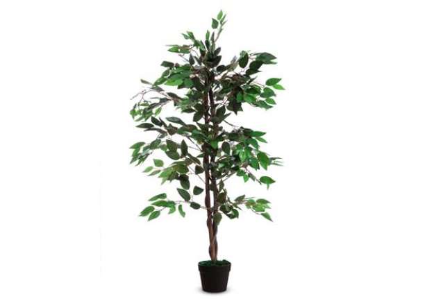 Immagine di Pianta ornamentale - ficus - H 120cm - Alco