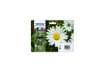 Immagine di cartucce inkjet Margherite 18 Epson n+c+m+g Conf. 4 - C13T18064012